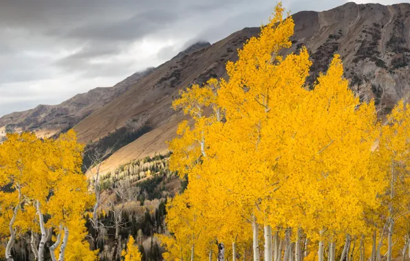 Autumn, trees, landscape, mountains, aspen