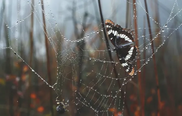 Butterfly, web, spider