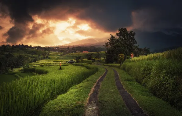 Road, greens, field, the sky, trees, sunset, clouds, people
