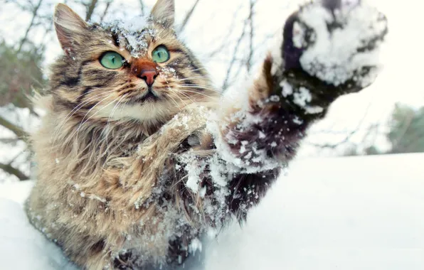 Winter, in the snow, paw, fluffy, muzzle, plays, green eyes, tabby cat