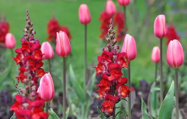 Picture nature, petals, garden, tulips