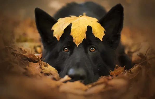 Autumn, each, dog