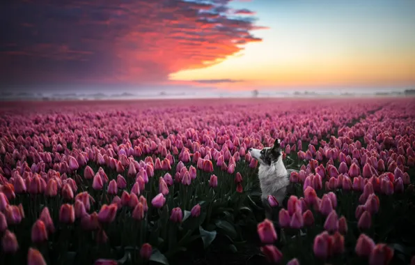 The sky, look, sunset, flowers, clouds, nature, pose, dog