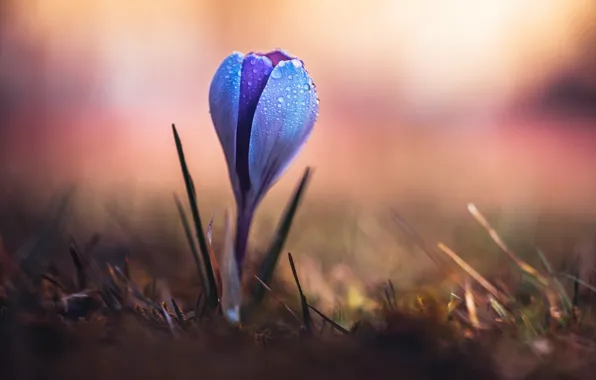 Flowers, nature, spring