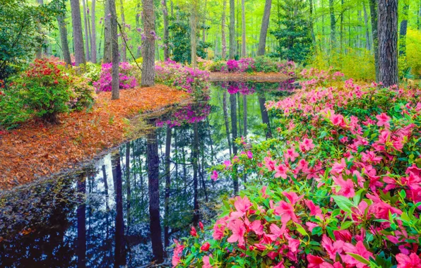 Forest, flowers, pond, spring, the bushes, pond, Azalea, rhododendrons