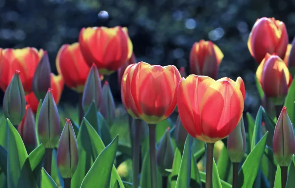 Picture leaves, flowers, red, background, spring, garden, tulips, pink