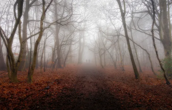 Autumn, nature, fog