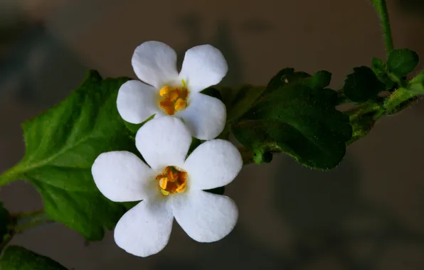 Picture leaves, macro, nature, plant, petals