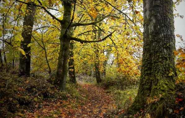Autumn, forest, nature