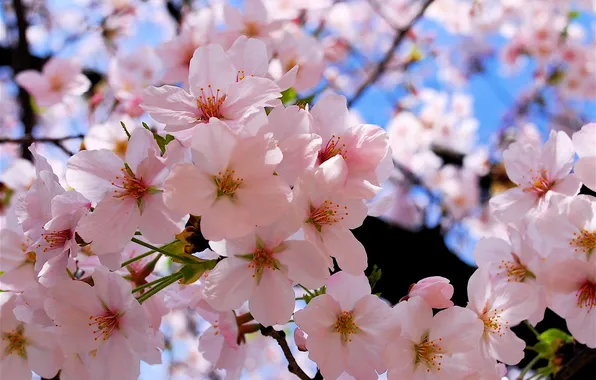 Nature, spring, flowering, full, violent