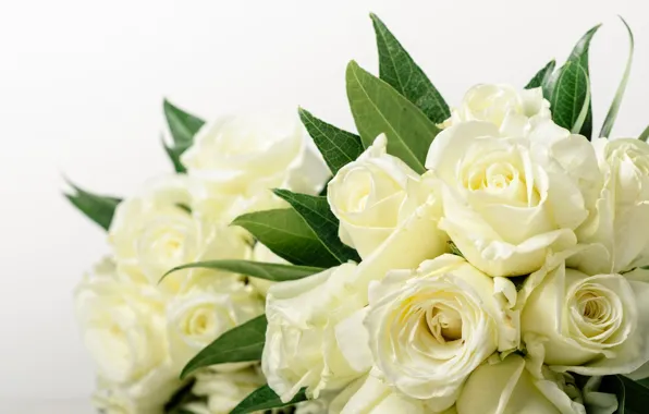 White, flowers, roses, bouquet