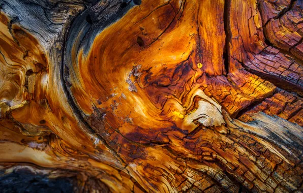 Trees, background, texture