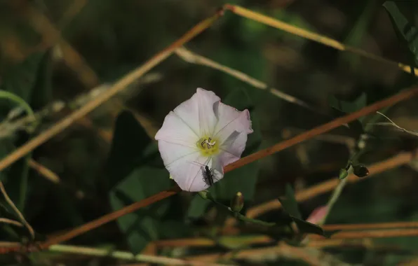 Dark, flower, meadow