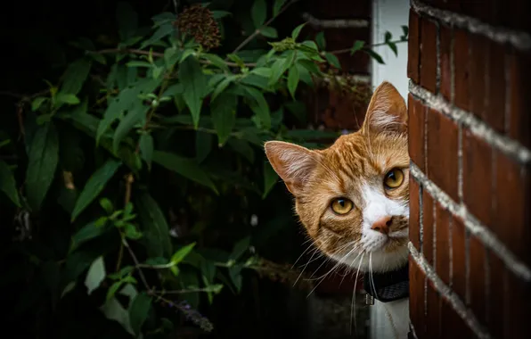 Cat, cat, look, branches, nature, pose, the dark background, wall
