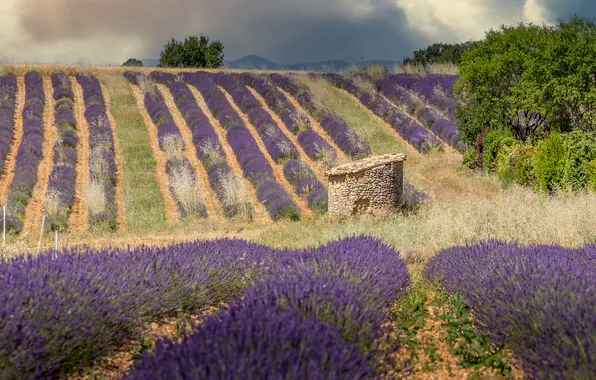 Field, trees, flowers, slope, hill, structure, the ranks, lavender