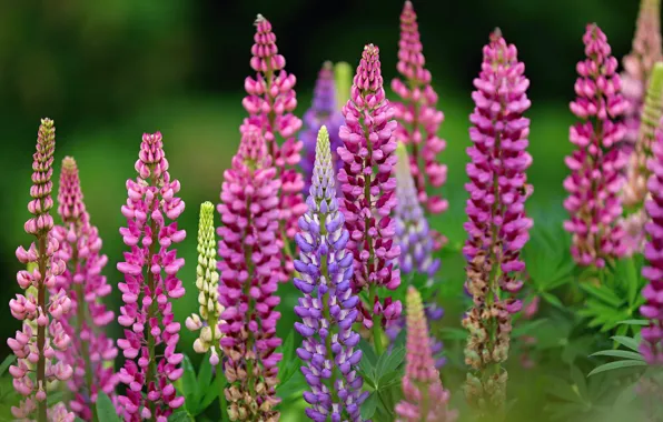 Summer, inflorescence, lupins