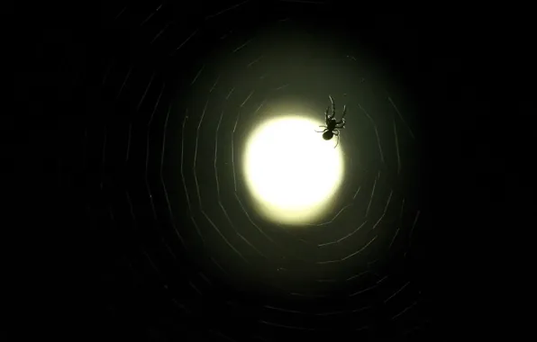 Web, spider, The moon