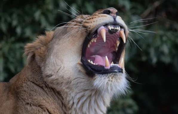 Picture mouth, fangs, lioness