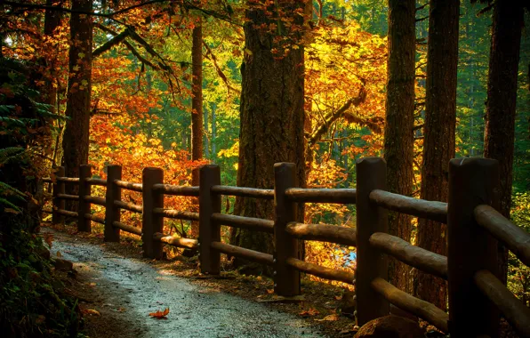 Road, autumn, leaves, nature, mountain, colors, colorful, road