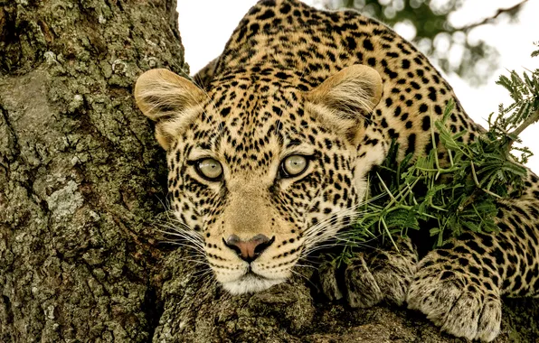 Look, face, predator, leopard, wild cat, on the tree, Nikolai Mozgunov