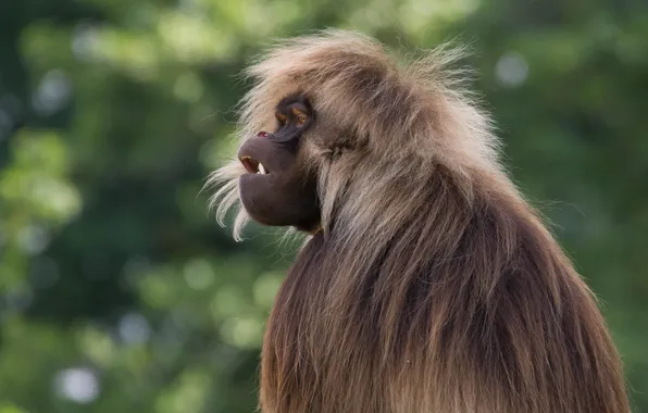 Look, face, nature, portrait, wool, monkey, mouth, profile