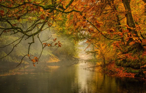Autumn, leaves, trees, orange, branches, yellow, fog, lake