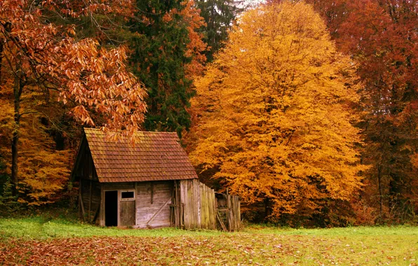 Picture autumn, forest, nature, house