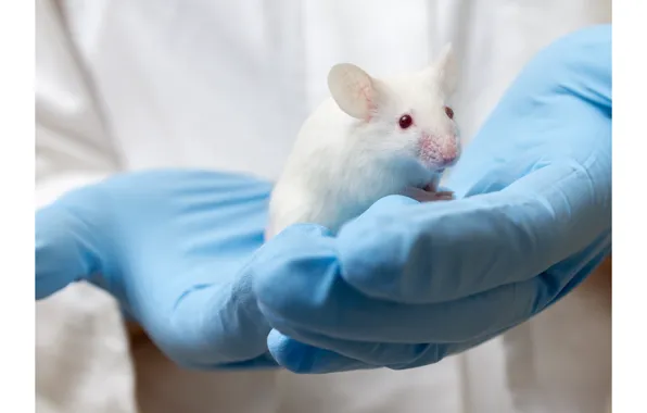 Picture latex gloves, research, laboratory mouse