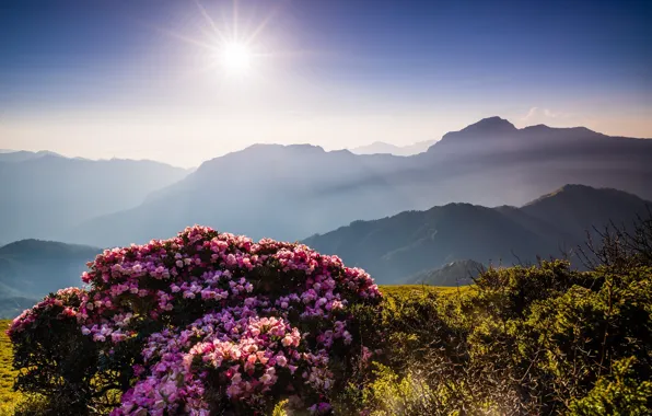 The sky, the sun, rays, flowers, mountains, nature, fog, hills