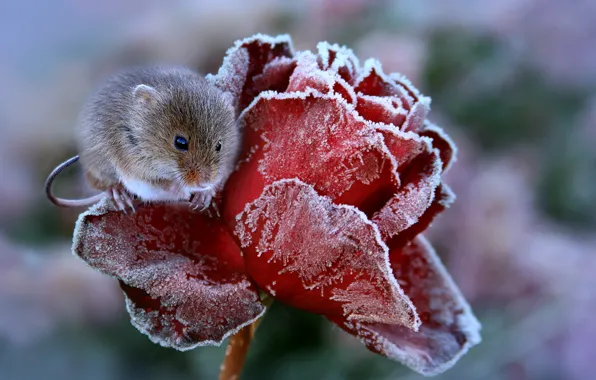 Rose, mouse, frost