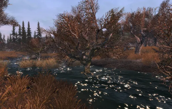 Grass, trees, swamp, grass, trees, solitude, skyrim, Skyrim