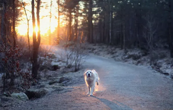 Picture road, light, dog