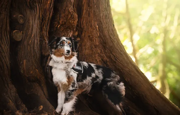 Look, light, nature, tree, dog, trunk, collar, face