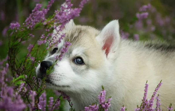 Picture flowers, dog, puppy