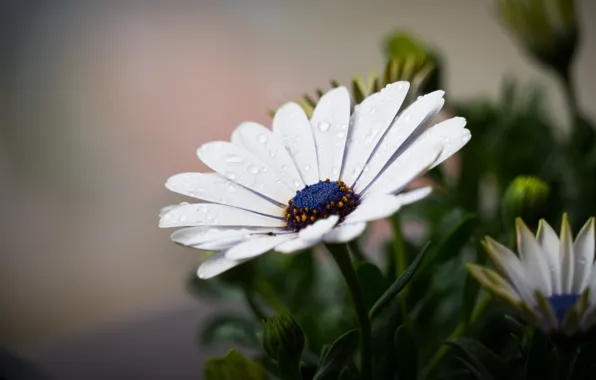 Drops, Flower, Plant, Plants, Flower, Flowers, Flora, Plants