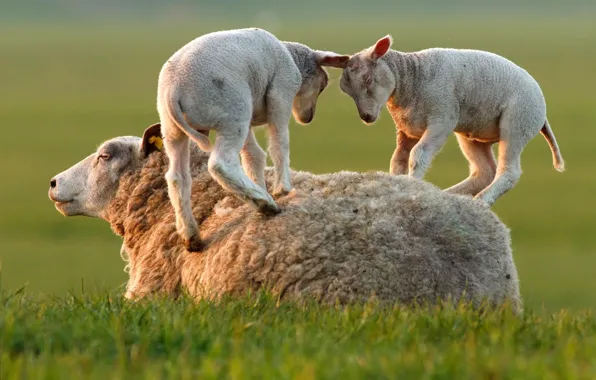 Picture grass, the game, sheep, lambs
