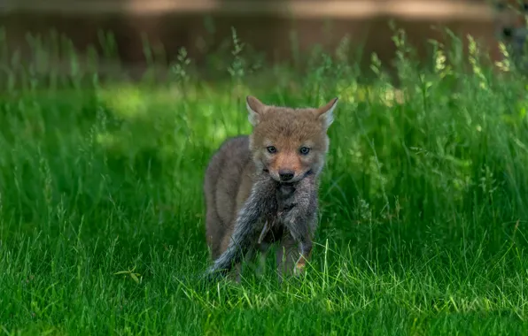 Grass, wolf, predator, baby, tail, puppy, mining, the cub