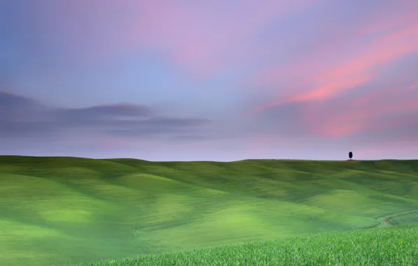 Field, trees, the evening, morning, haze