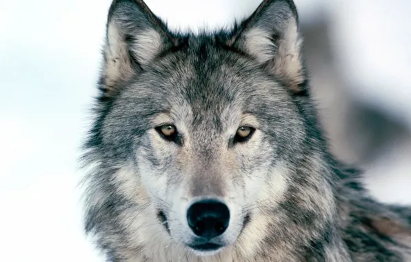 Winter, wolf, wild
