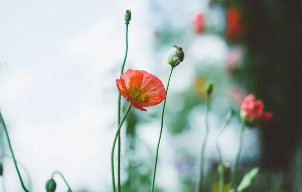 Flowers, red, Mac, petals
