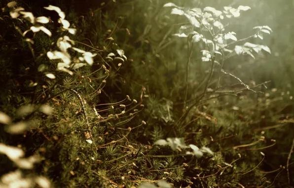 Picture leaves, needles, branches, plant, moss