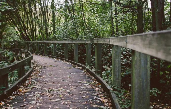 Forest, leaves, trees, bridge