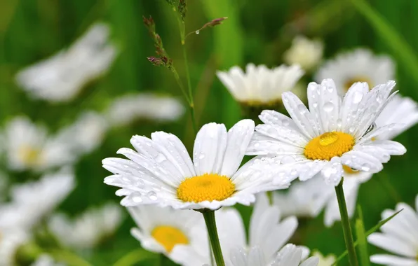Picture flowers, chamomile, white
