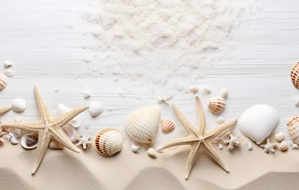 Sand, beach, background, shell, beach, texture, background, sand