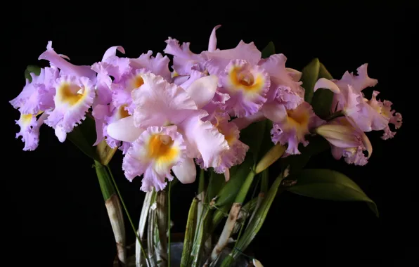 Picture bouquet, black background, Orchid