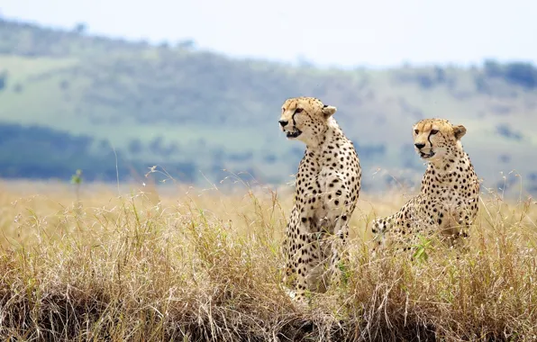 Grass, wild cats, a couple, cheetahs