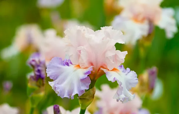 Summer, macro, irises, flowering