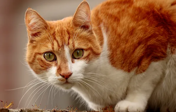 Cat, cat, look, muzzle, cat