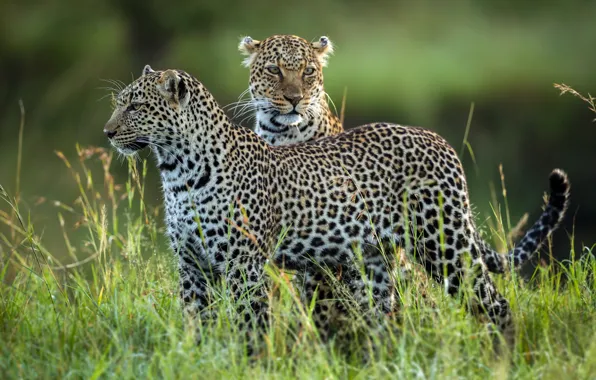 Leopards, wildlife, Leopard Family