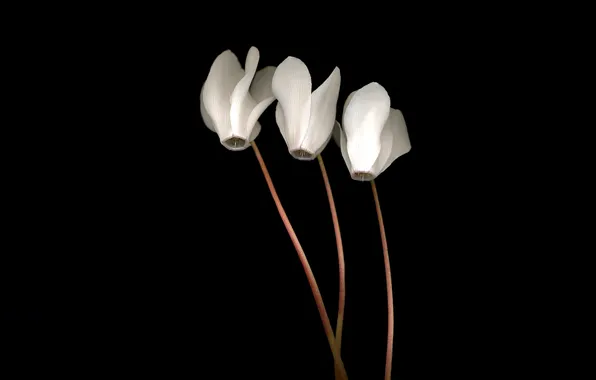 Picture light, Wallpaper, shadow, petals, stem, three